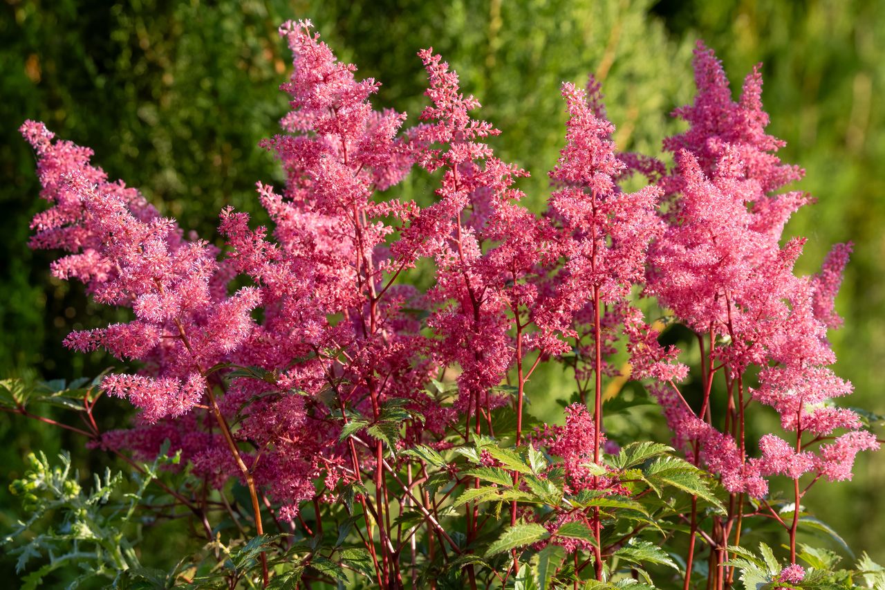 Chinesische Astilbe: Der blühende Alleskönner für Schattenbereiche