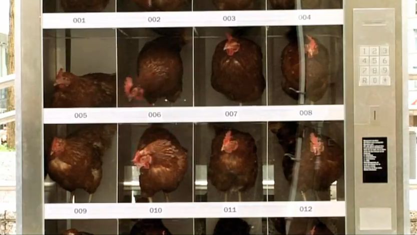 Analogowy automat do produkcji jajek? 1