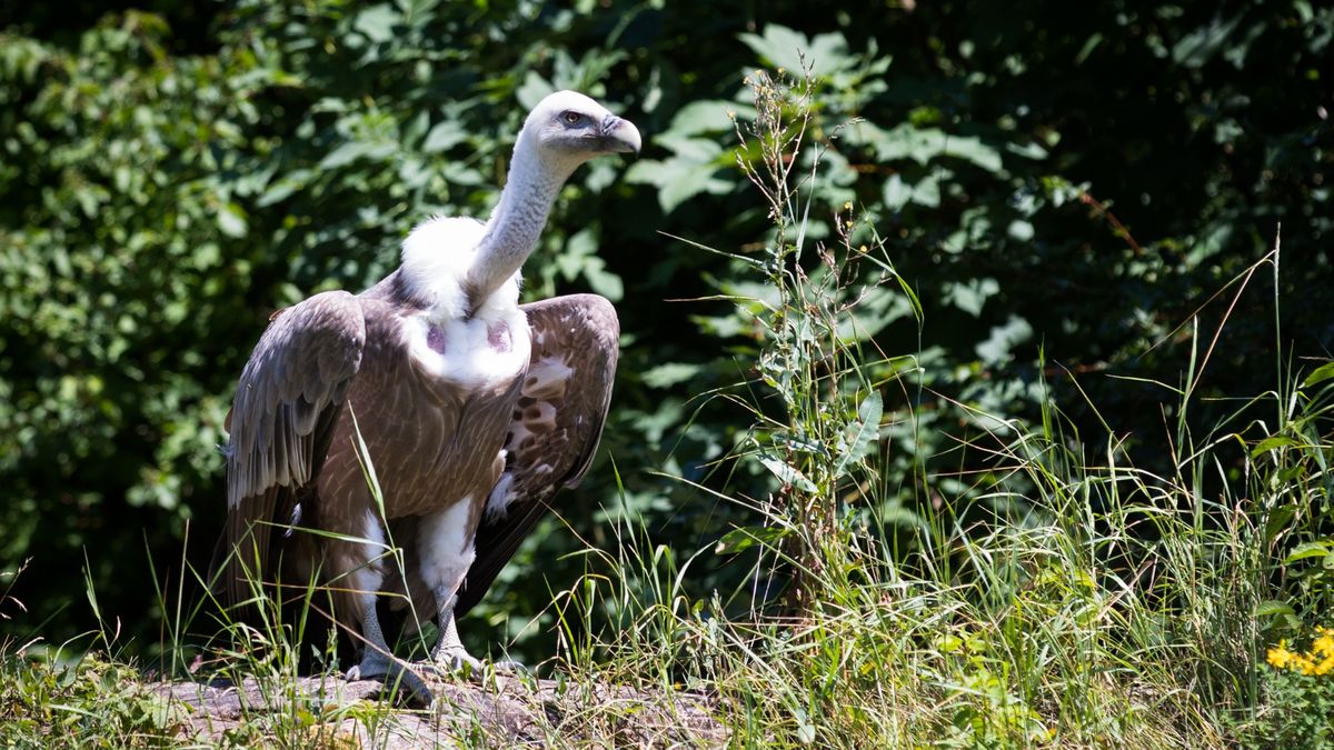 Sępy płowe w Polsce. Co robią w naszym kraju? 