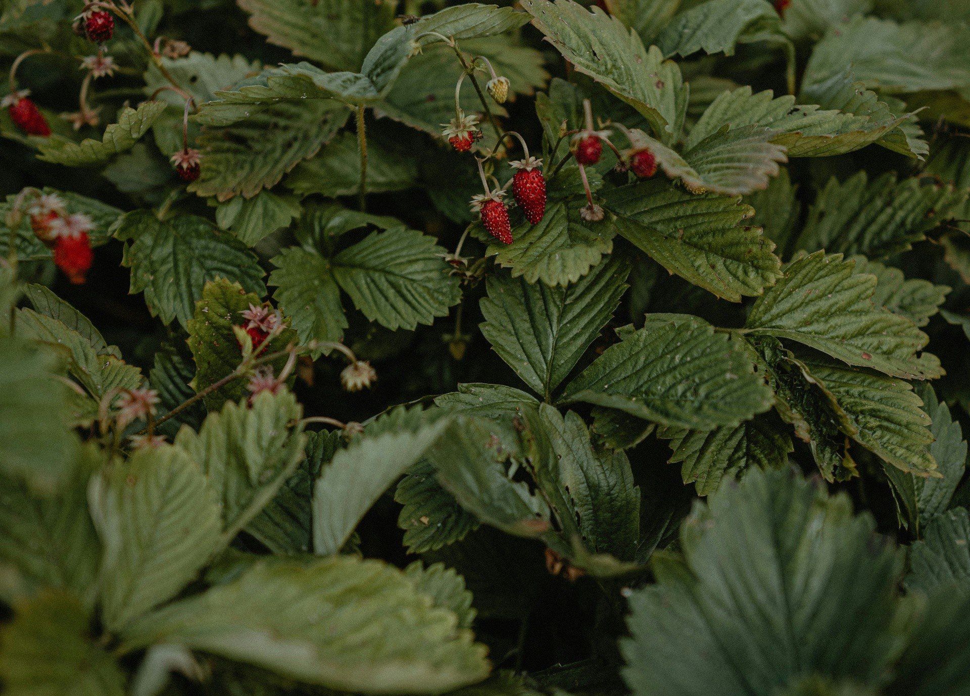 Herbata z liści poziomki na odchudzanie