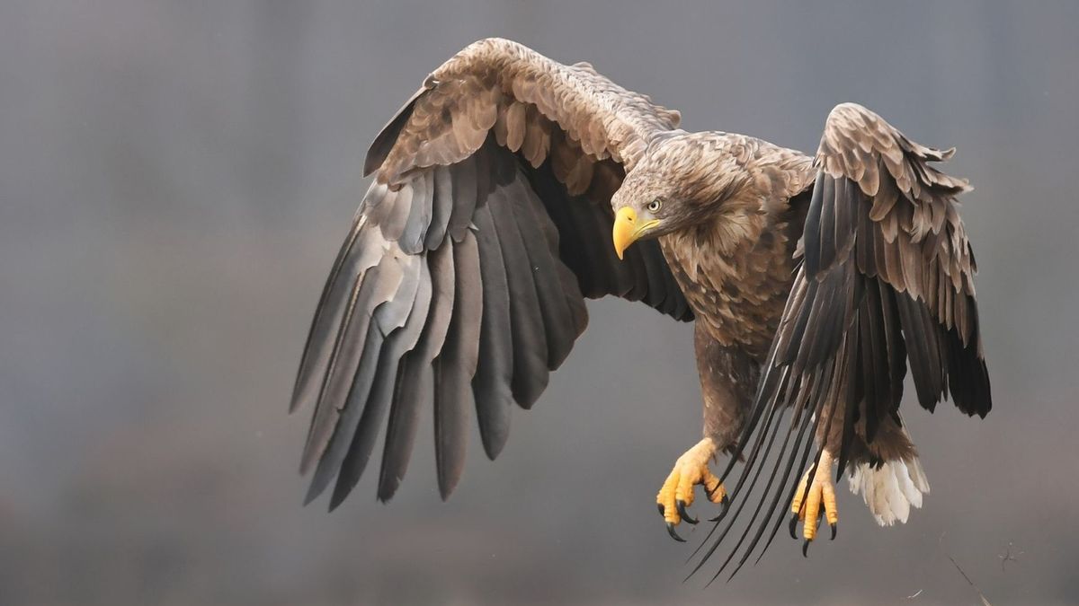 Polski król ptaków powrócił na wolność. Nagranie zachwyca