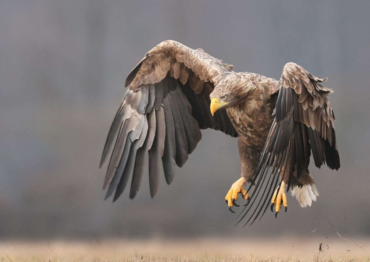 Polski król ptaków powrócił na wolność. Nagranie zachwyca