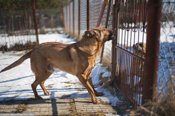 Poszczuł psami ratowników, którzy mieli mu pomóc. Jest wyrok sądu