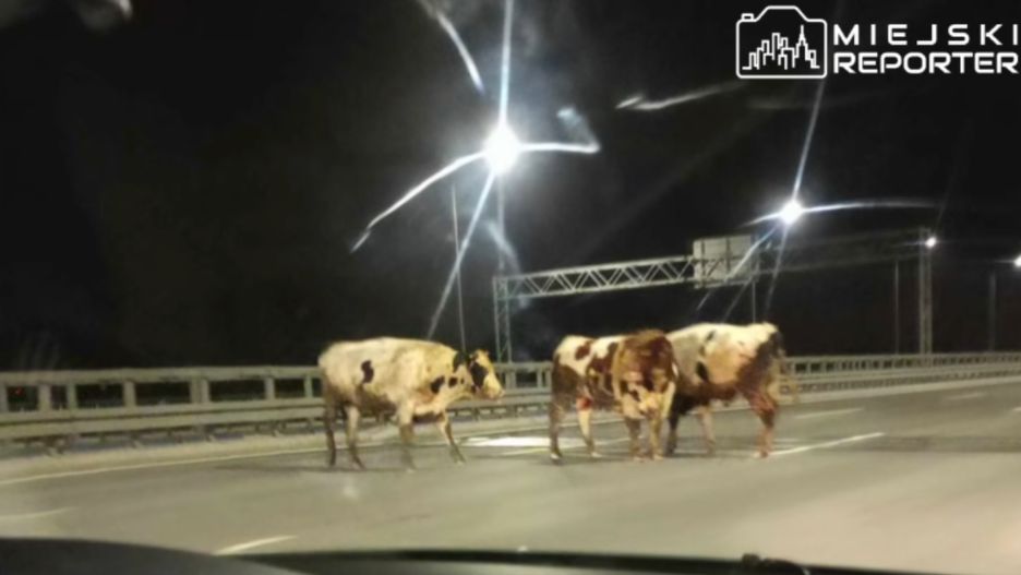 Byki na Moście Południowym. Jedno zwierzę nie żyje