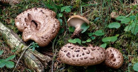 Grzybiarze go omijają. Zbieraj śmiało - dziś już nie jest pod ochroną