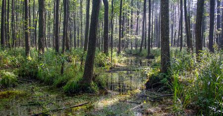 Puszcza Białowieska w centrum sporu. "Szkodliwe podejście"