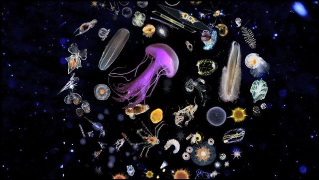 Jesteście ciekawi, jak dokładnie wygląda plankton? [wideo] 1