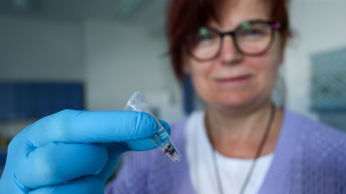 Naukowcy i studenci z Uniwersytetu Zielonog�rskiego przeprowadzaj� badania populacji kleszczy,  co czwarty kleszcz znaleziony na terenie miasta by� zara�ony: kr�tkami boreliozy, babeszjoz�, anaplazmoz�, riketsjoz�, lub kombinacj� tych patogen�w. (amb) PAP/Lech Muszy�ski
Lech Muszy�ski
badania, badania nad kleszczami, choroby, kleszcz, kleszcze, uniwersytet zielonog�rski, zagro�enie, bakterie, nosicielami, nosiciele, populacja, zara�enia