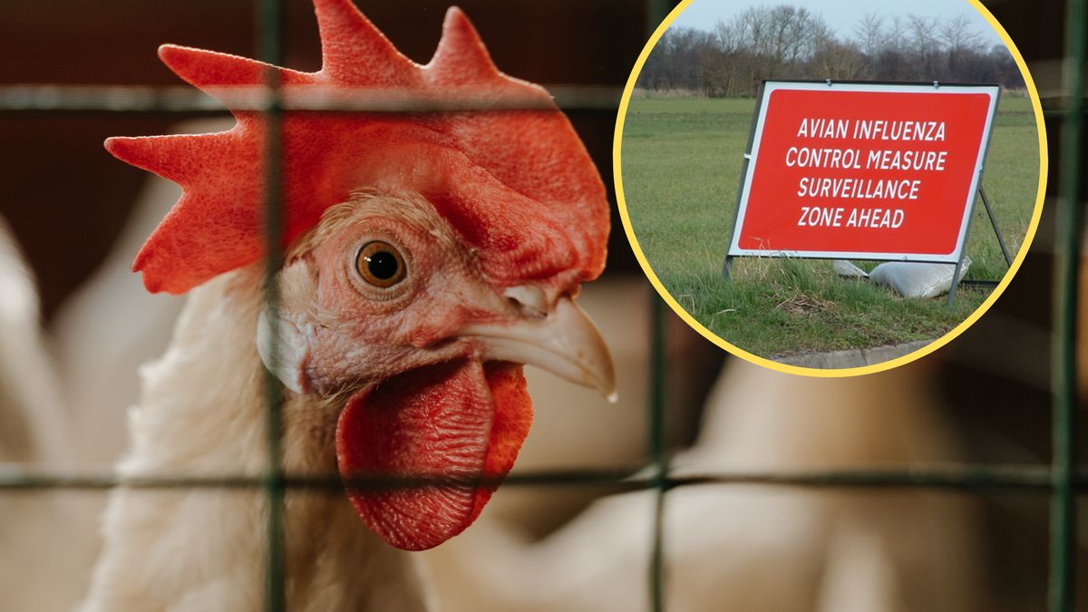 W Brazylii wprowadzono stan zagrożenia zdrowia zwierząt