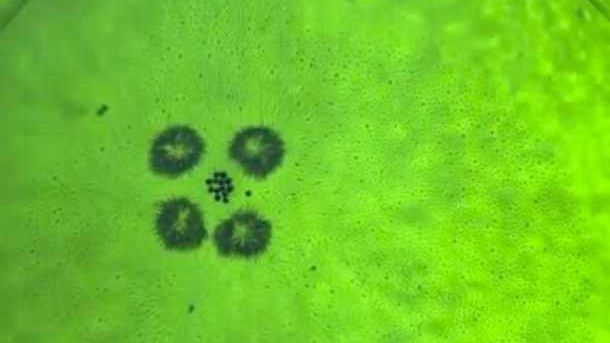 Pływające mikroboty - do czego są zdolne? [wideo] 1