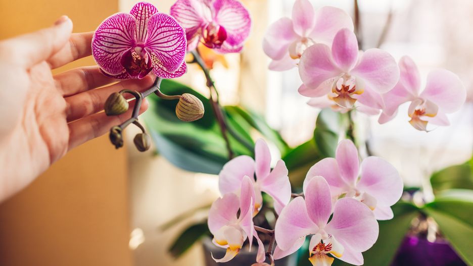 Woman enjoys orchid flowers on window sill. Girl taking care of home plants. White, purple, pink, yellow blooms
Woman enjoys orchid flowers on window sill. Girl taking care of home plants holding them in hands. White, purple Daydreamer, pink, yellow blooms. Successful growing
Nedopekin Yuriy
orchid, phalaenopsis, flowers, plant, home, blooming, blossom, purple, daydreamer, garden, window, cascade, care, success, successful, close up, woman, gardening, growing, checking, pink, mountion, happy minho, hand, white, yellow, touching, holding, pot, gardener, hobby, healthy, spring, summer, taking, housewife, floral, background, growth, green, lifestyle, nature, beautiful, leisure, female, potted, leaf, indoor, orchid, phalaenopsis, flowers, plant, home, blooming, blossom, purple, daydreamer, garden, window, cascade, care, success, successful, close up, woman, gardening, growing, checking, pink, mountion, happy minho, hand, white, yellow, touching, holding, pot, gardener, hobby, healthy, spring, summer, taking, housewife, floral, background, growth, green, lifestyle, nature, beautiful, leisure, female, potted, leaf, indoor