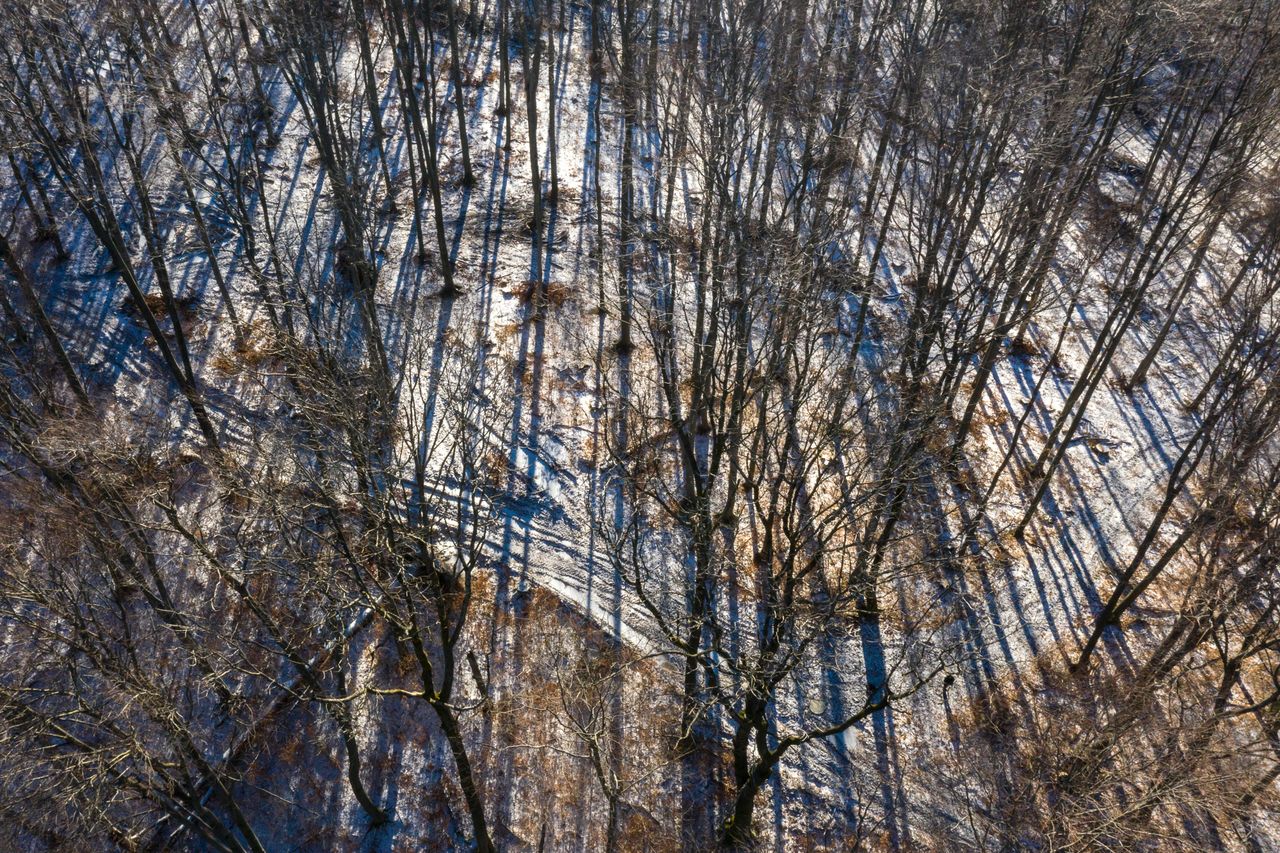 Carpathian forests