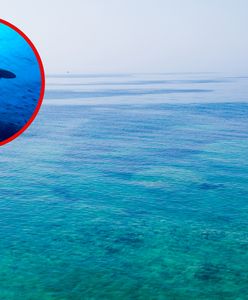 Adriatyk pełen życia. Delfiny, rekiny i zasady bezpiecznego pływania w Chorwacji