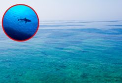 Adriatyk pełen życia. Delfiny, rekiny i zasady bezpiecznego pływania w Chorwacji