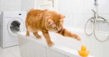 Twój kot spędza dużo czasu w łazience? Oto powód