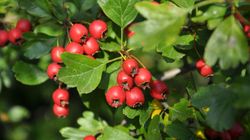 Chroni serce, poprawia trawienie, zwiększa odporność. Właśnie trwa sezon na owoce