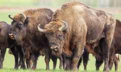 Śląskie. Nie zdziw się gdy trafisz na żubra