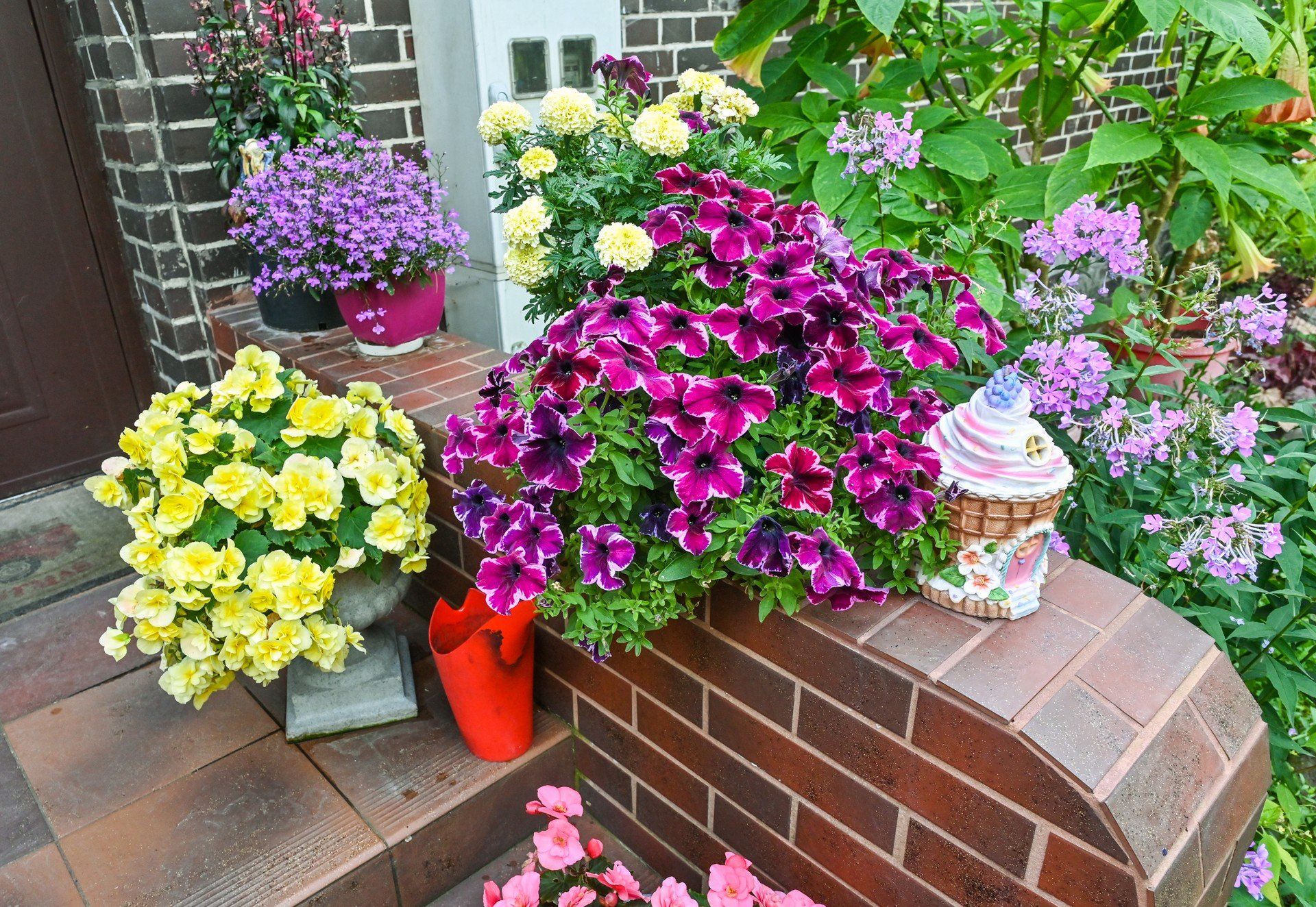 W ogrodzie pani Marii Nowickiej przy ulicy Świetlicowej w bydgoskim Łęgnowie nie brakuje begonii, surfinii i pelargonii. Ogrodniczka najbardziej dumna jest jednak z wysokich, dwumetrowych bagiennic