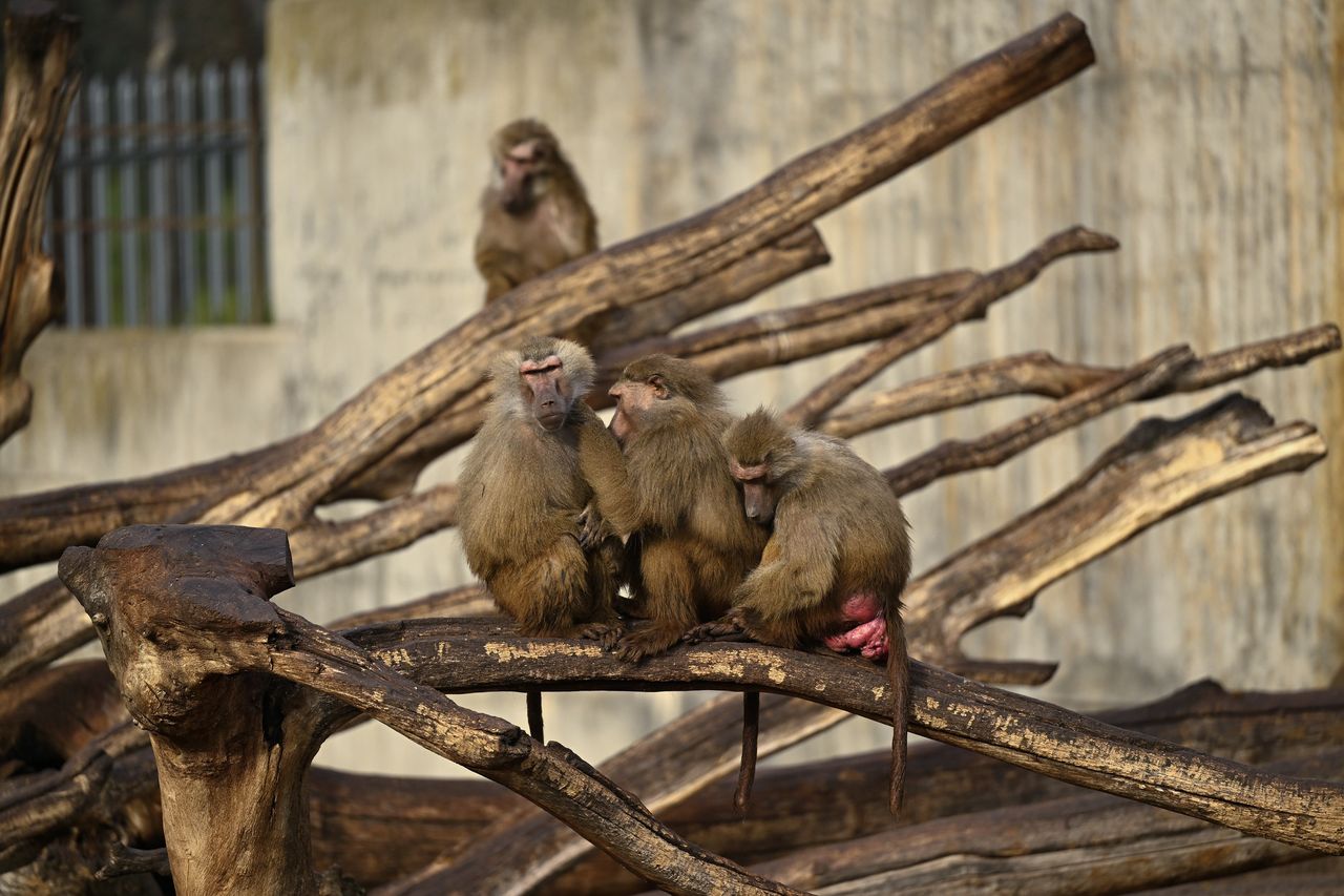 MADRID, SPAIN - DECEMBER 28: Baboons sit on tree branch at the Madrid Zoo Aquarium in Madrid, Spain on December 28, 2023. Madrid Zoo Aquarium is home to 1300 animals, including different species from 5 continents. (Photo by Burak Akbulut/Anadolu via Getty Images)