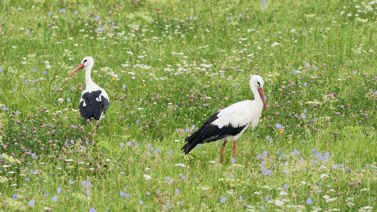 Krzyżówka o ptakach