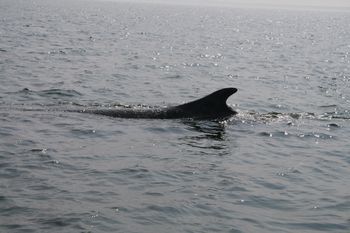 Humbak zniknął z oczu ratownikom. "Wieloryb" zaczął go szukać