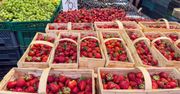 Zostaną tylko najdroższe truskawki. Kiedy koniec sezonu? Padł termin