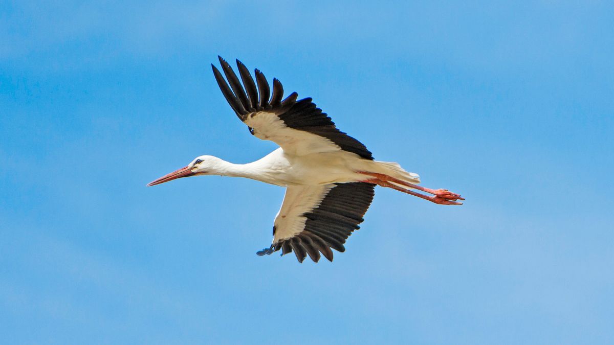 Pierwszy bocian w Polsce.