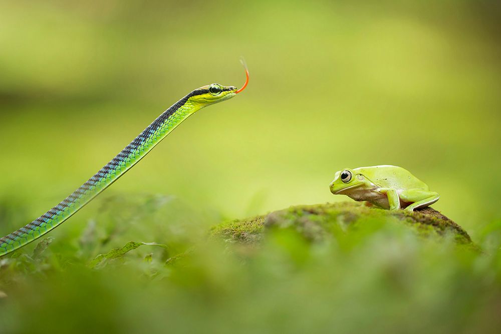 Tri Setyo Widodo spędza w swoim ogrodzie przeważnie od 1 do 4 godzin. Swoje polowania zaczyna o 6 rano, kiedy natura budzi się do życia. To właśnie wtedy jest najprzyjemniejsze światło, które daje jego obrazom wyraz pełnej naturalności. Zdarza mu się również robić zdjęcia od 15 do 18 lub później. Wszystko zależy od tematu jego poszukiwań.