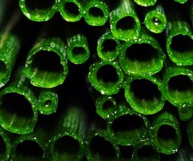 Zbija ciśnienie i wspiera wątrobę. Niepozorna roślina chroni przed rakiem 