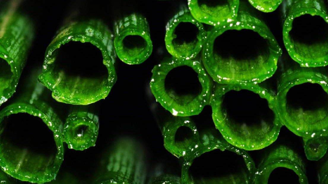 Zbija ciśnienie, wspiera wątrobę i chroni przed rakiem. Niepozorne ziółko nie tylko na kanapkę