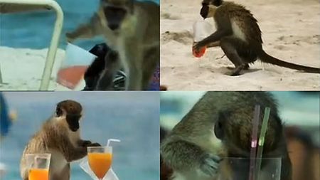 Małpy alkoholiczki- tylko tego braowało 1