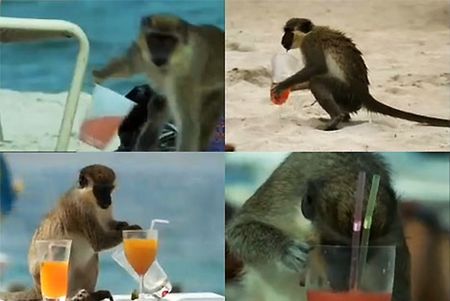 Małpy alkoholiczki- tylko tego braowało