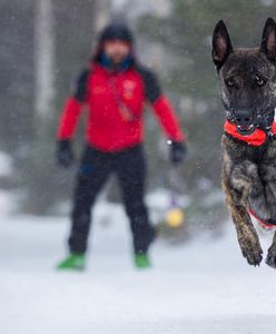 Karkonosze. Zaginął pies ratowniczy. GOPR apeluje o pomoc