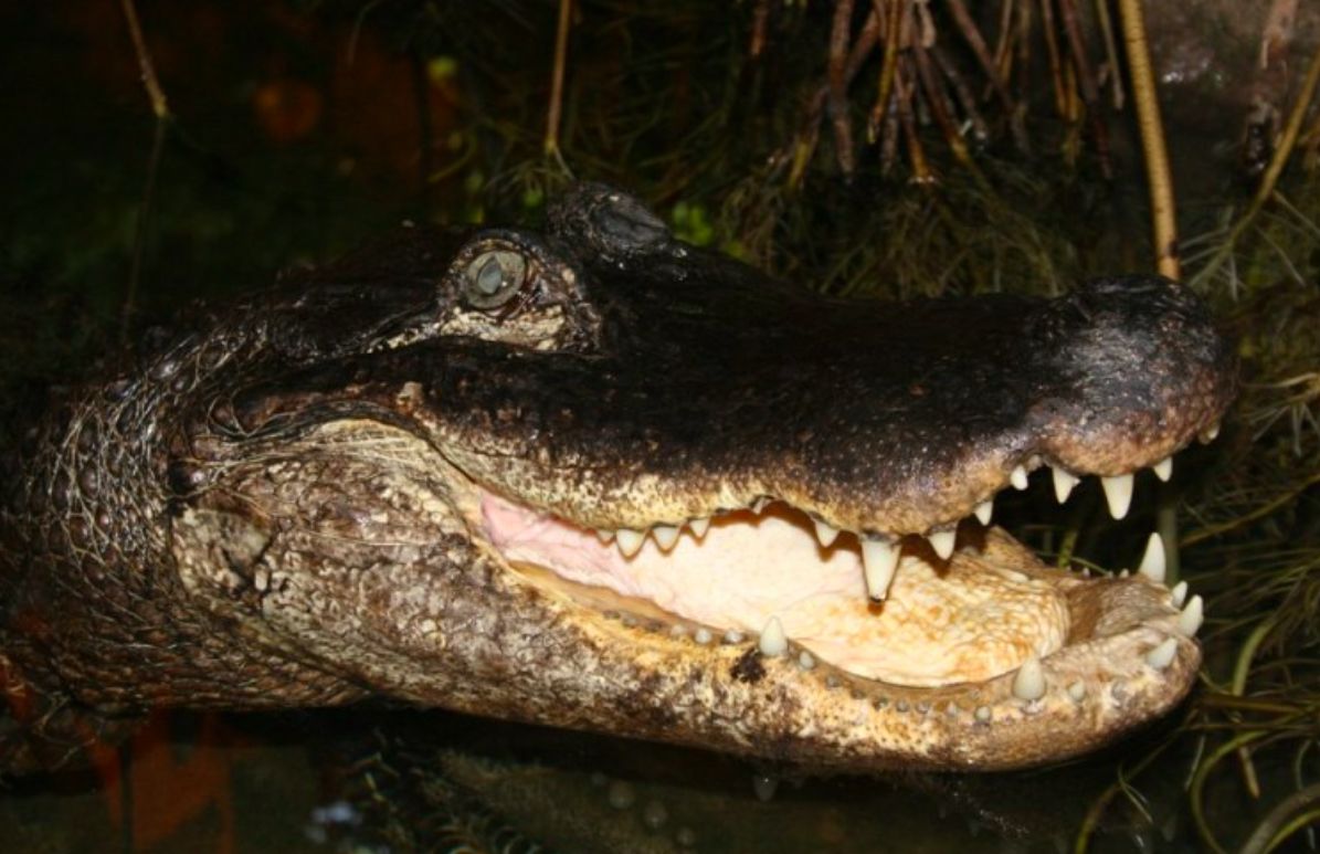 Płock. Ogród Zoologiczny obchodzi siedemdziesiąt lat istnienia. A jego najstarsza rezydentka, aligatorka Marta, ma właśnie 91. urodziny