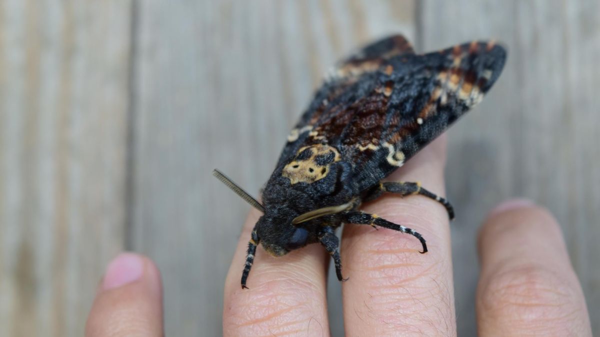 Jej pisk słychać z daleka. Może budzić grozę