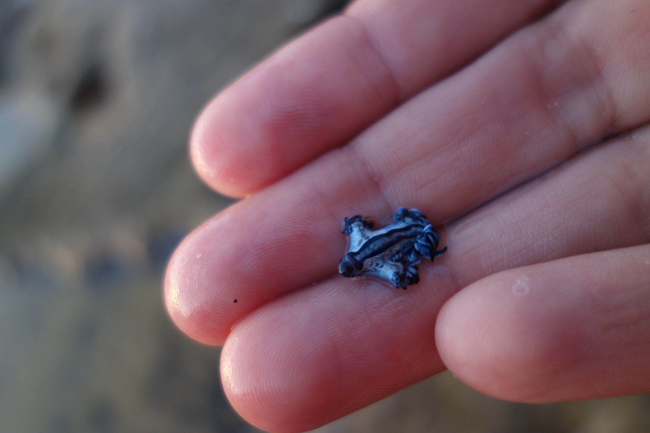 Blue glaucus, czyli niebieski smok