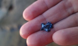 Niebieskie smoki na plażach całego świata. "Nie dotykaj"