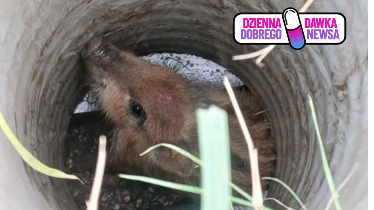 Dzik uwięziony w studzience