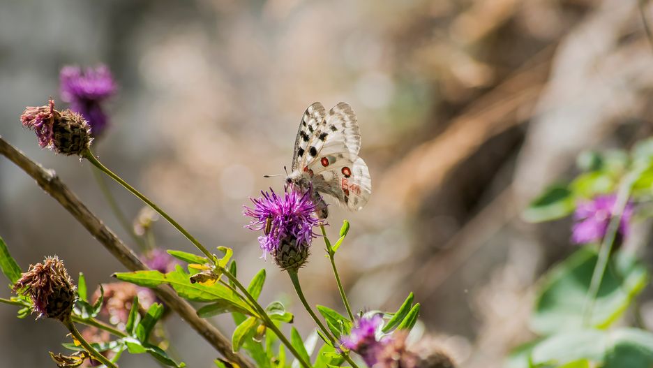 parnassius apollo frankenbergeri, motyle, motyl, pieniny, góry, polska, europa, kwiaty, natura, eukarionty, stawonogi, owady, owady uskrzydlone