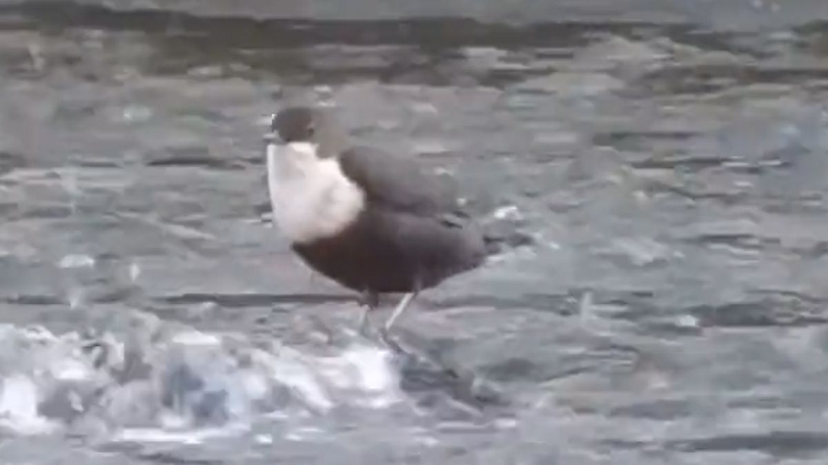 Życie pluszczy związane jest z potokami i strumieniami.