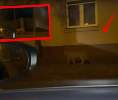Poruszenie w Łodzi. Dzikie zwierzę nagrane na ulicy. Rejent szedł na randkę