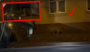 Poruszenie w Łodzi. Dzikie zwierzę nagrane na ulicy. Rejent szedł na randkę