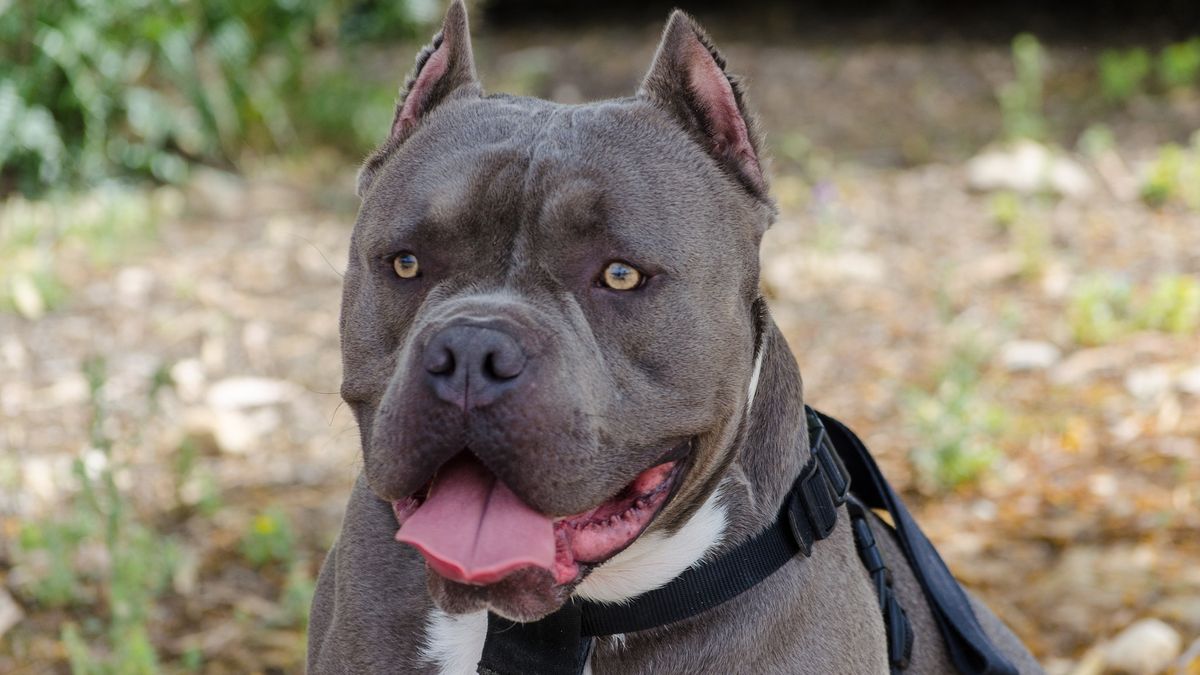 Psy rasy american bully rzuciły się na 26-latkę (zdjęcie poglądowe)