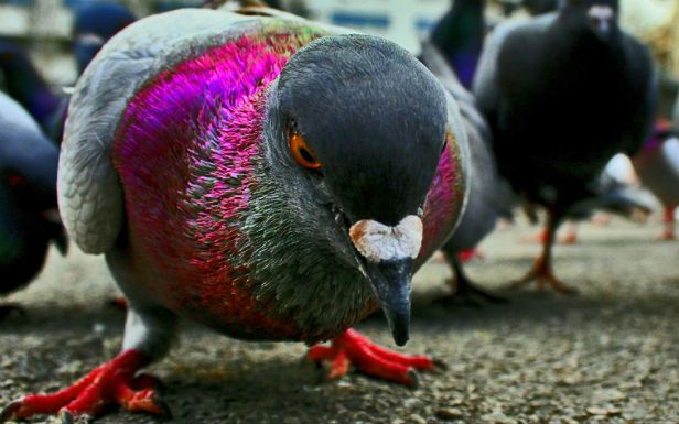 WTF dnia: to ludzie czy wielkie ptaszyska? Japończycy strollowali Google Street View 1