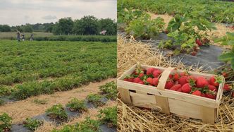 Byliśmy na samozbiorach truskawek. Nowy trend podbija agroturystykę