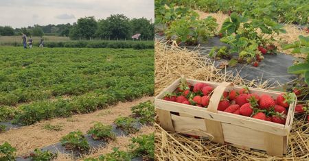 Byliśmy na samozbiorach truskawek. Nowy trend podbija agroturystykę