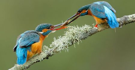 Fotografie natury, która nie przestaje zachwycać. Oto finałowe prace konkursu National Geographic Nature Photographer of the Year 2016