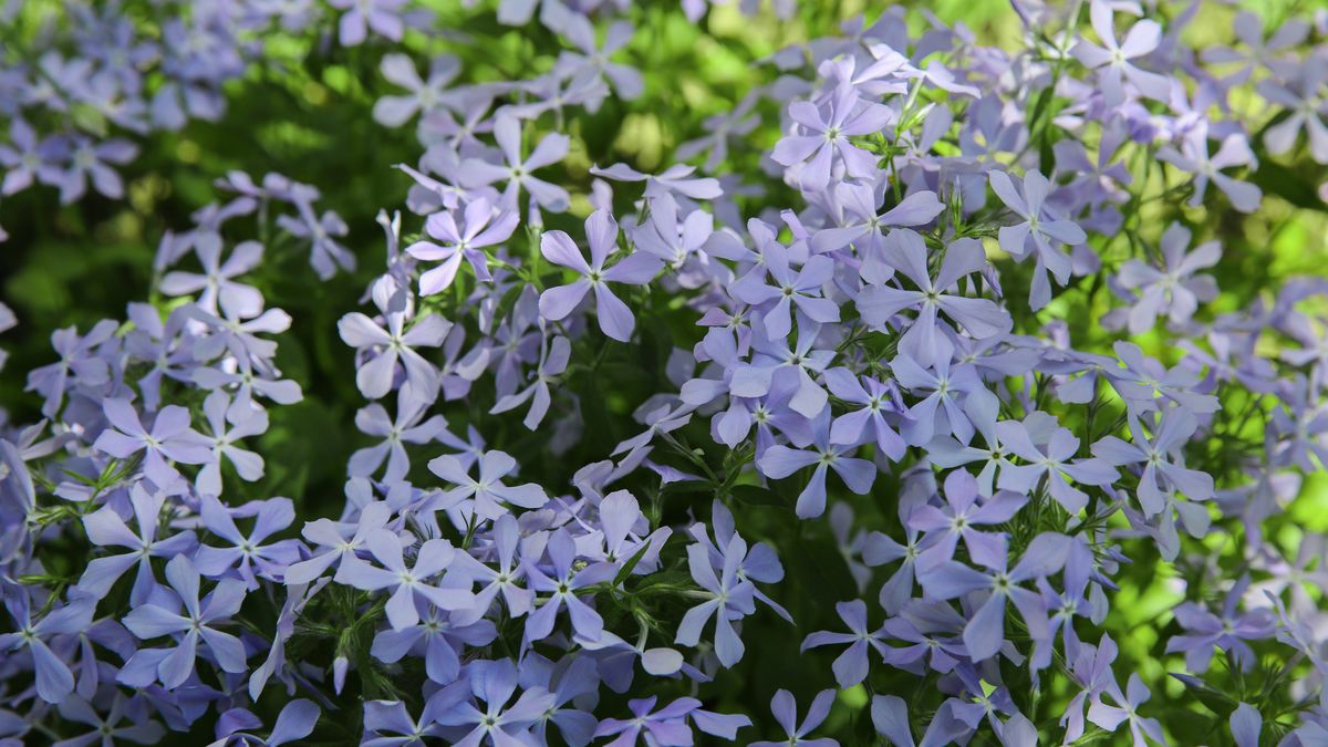 Jak dbać o ołownika uszkowatego? 