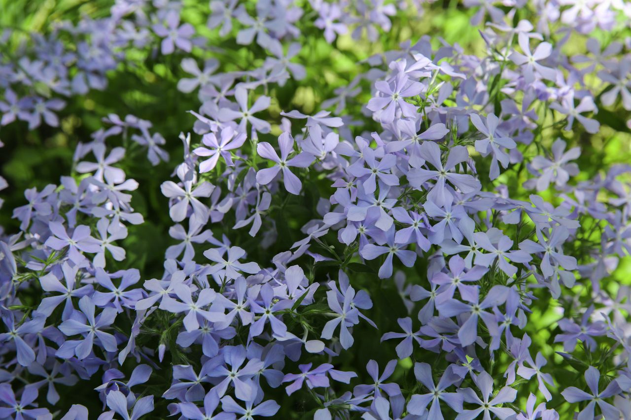Zapomnij o hortensjach. Tej rośliny pozazdroszczą ci sąsiedzi