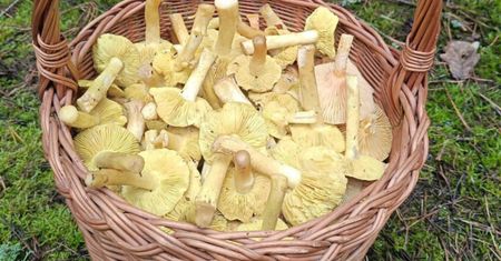 Dwa dni przed Wigilią. Poszedł do lasu i wrócił z pełnym koszem